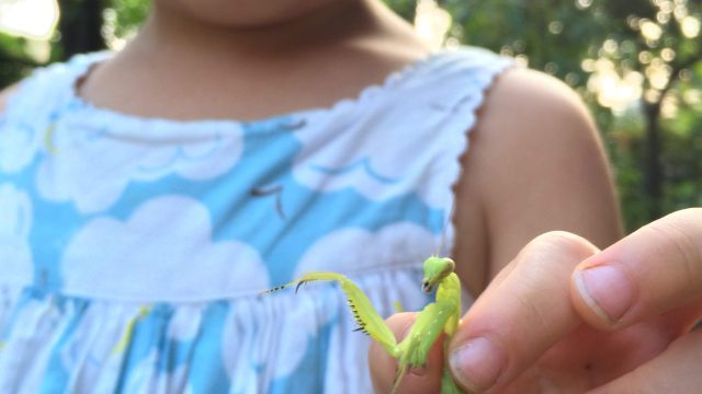 割引クーポン毎日配布中 希少 虫タマゴラス カマキリ